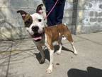 Adopt Elote a Pit Bull Terrier