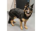 Luna Bug German Shepherd Dog Adult Female