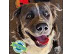 Adopt Apollo a Mixed Breed