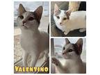 Valentino Domestic Shorthair Young Female