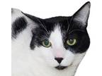 Adopt Richey - RADICAL CAT LIBRARY a Domestic Short Hair