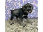 Schnauzer (Miniature) Puppy for sale in Millmont, PA, USA
