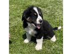 Bernese Mountain Dog Puppy for sale in Clarksville, MI, USA