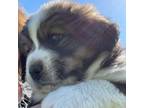 Bernese Mountain Dog Puppy for sale in Clarksville, MI, USA
