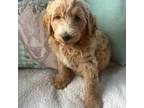 Goldendoodle Puppy for sale in Seguin, TX, USA