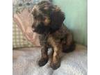 Goldendoodle Puppy for sale in Seguin, TX, USA