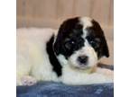 Goldendoodle Puppy for sale in Social Circle, GA, USA