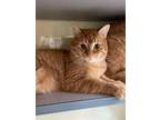 Adopt Duey a Domestic Short Hair