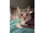 Adopt Victor a Domestic Short Hair