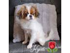 Japanese Chin Puppy for sale in Tarpon Springs, FL, USA