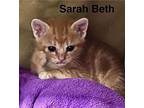 Sarah Beth Domestic Shorthair Kitten Female