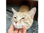 Marcellus Domestic Shorthair Adult Male