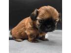 Shih Tzu Puppy for sale in Monterey, TN, USA