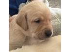 Labrador Retriever Puppy for sale in Firestone, CO, USA