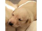 Labrador Retriever Puppy for sale in Firestone, CO, USA