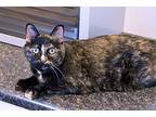 Haven Domestic Shorthair Adult Female