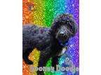 Rooney Doodle Poodle (Standard) Puppy Male