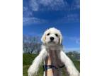 Adopt Latte a Standard Poodle, Mixed Breed