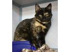 Jane Domestic Shorthair Young Female