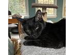 Susie Q23 Domestic Shorthair Young Female