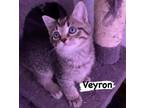Adopt Veyron a Domestic Short Hair
