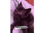 Adopt Hennessy a Domestic Short Hair
