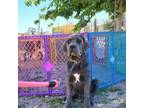 Cane Corso Puppy for sale in Tonopah, AZ, USA