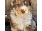 Australian Shepherd Puppy for sale in Montclair, CA, USA