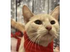 Adopt Troy a Domestic Short Hair