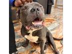 Adopt Roofus a American Staffordshire Terrier, Mixed Breed