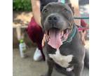 Adopt Roofus a American Staffordshire Terrier, Mixed Breed