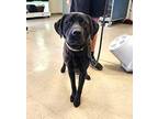 Chico Labrador Retriever Young Male