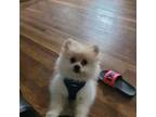 Pomeranian Puppy for sale in Maple Heights, OH, USA