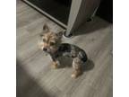 Yorkshire Terrier Puppy for sale in Pooler, GA, USA