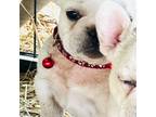 French Bulldog Puppy for sale in Odessa, FL, USA