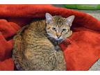 Eryn Domestic Shorthair Kitten Female