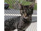 Terence Domestic Shorthair Adult Male