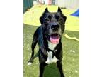 Adopt Barnacle a Pit Bull Terrier, Mixed Breed