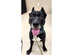 Adopt Barnacle a Pit Bull Terrier, Mixed Breed