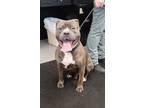 Adopt BREWSTER a Pit Bull Terrier