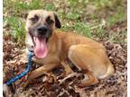 Adopt Snoop a Shepherd, Black Mouth Cur