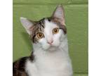 Adopt Jet a Domestic Short Hair