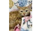 Adopt Cheeto a Domestic Short Hair