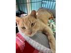 Adopt Jake a Domestic Short Hair