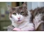 Adopt Max a Domestic Short Hair