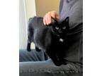 Mosey Domestic Shorthair Adult Female