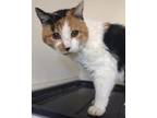 Patches Domestic Shorthair Senior Female