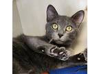Bluey Domestic Shorthair Young Male