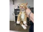 Adopt Coconut a Domestic Short Hair