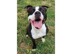 Adopt Doug a Pit Bull Terrier